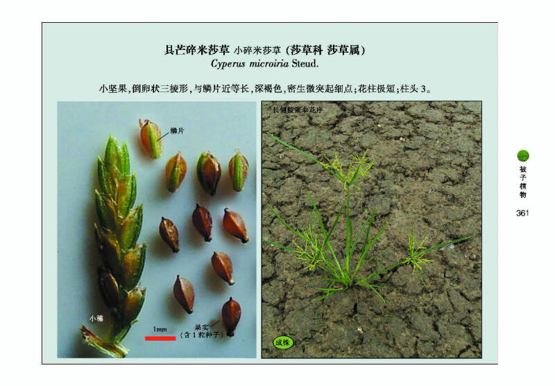 农田杂草种子原色图鉴
