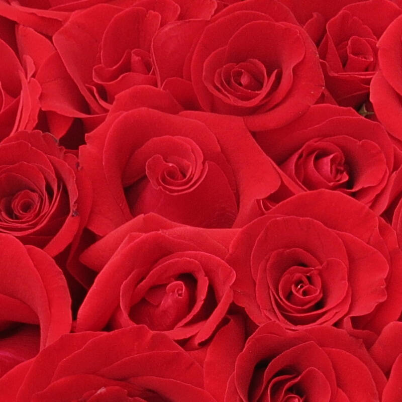 999朵520朵365朵玫瑰花 鲜花速递 求婚生日 火热的爱999枝