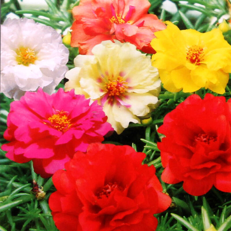 【景逸丽都】园艺休闲 家庭阳台办公室盆栽种植 花卉种子 五色太阳花