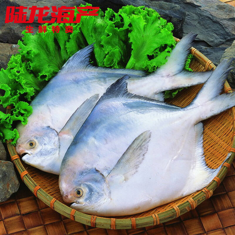 陆龙 鲜东海鲳鱼750g/袋 约5条 经典舟山海鲜冻品 海鲜水产 顺丰直达