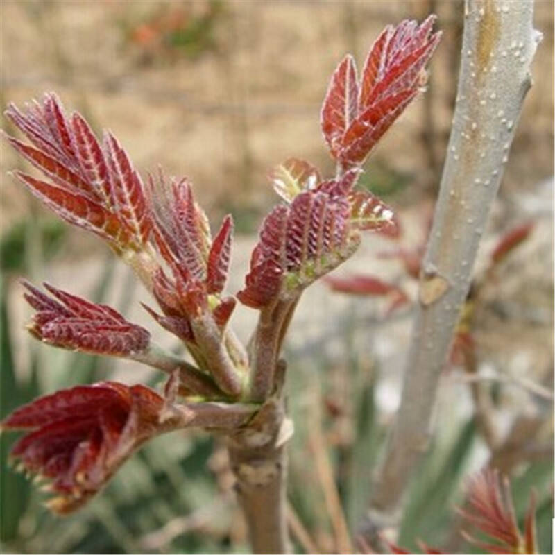 唯友 红油香椿树苗批发果树苗盆栽南北方香椿苗红头芽苗菜阳台蔬菜 8