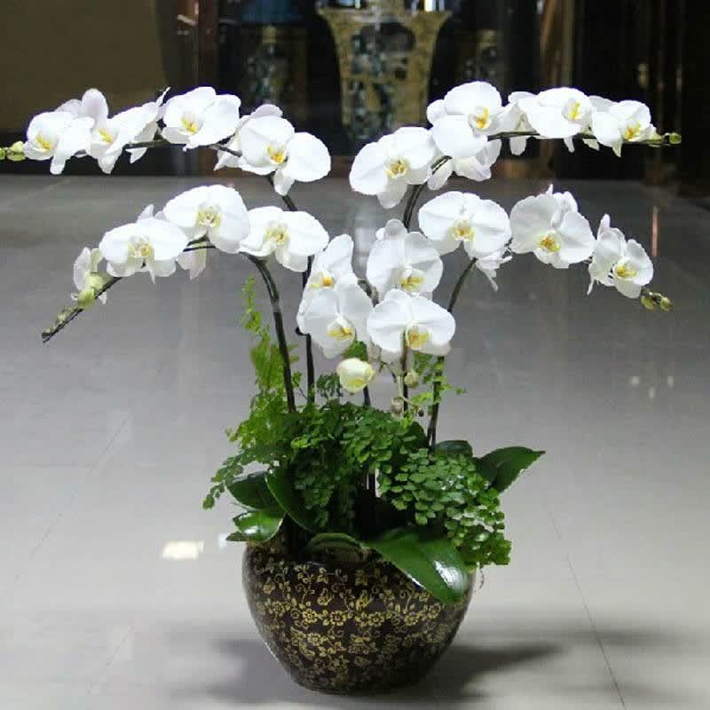 蝴蝶兰盆栽年宵花生日开业乔迁祝贺送礼成都南京上海深圳广州郑州北京