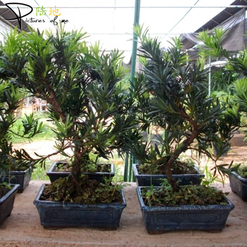 陆地 高档盆景 罗汉松盆景 盆栽植物绿植 罗汉松树苗