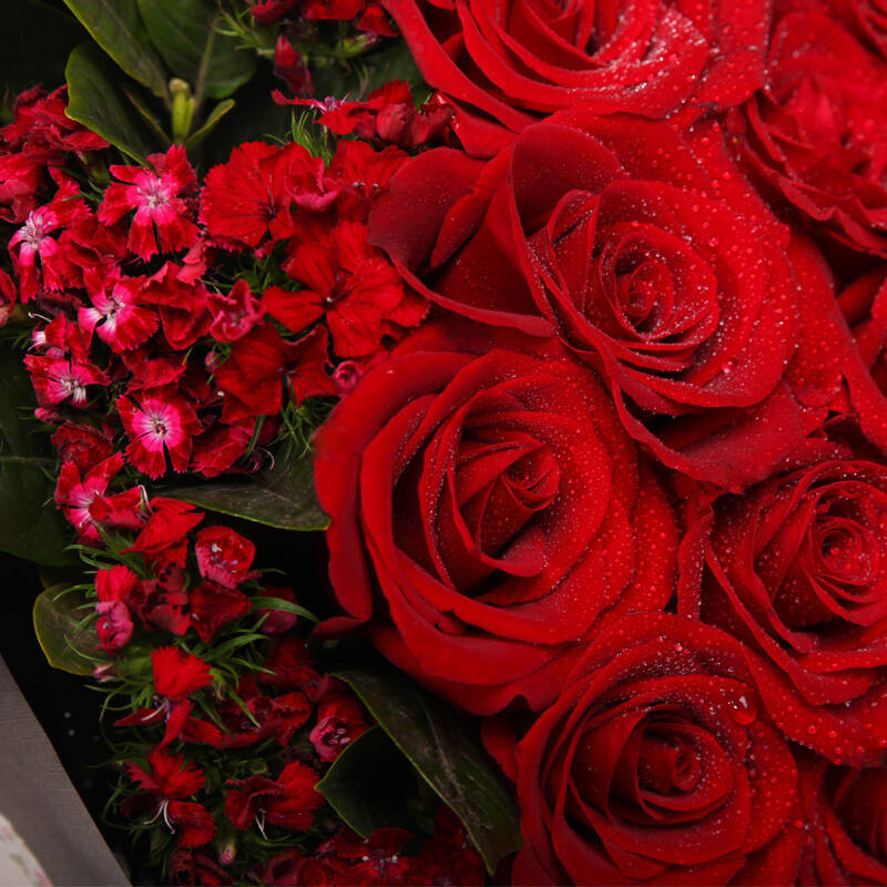 【春舞枝】 鲜花速递 生日鲜花 创意礼品 33枝玫瑰花束 全国送花 33枝