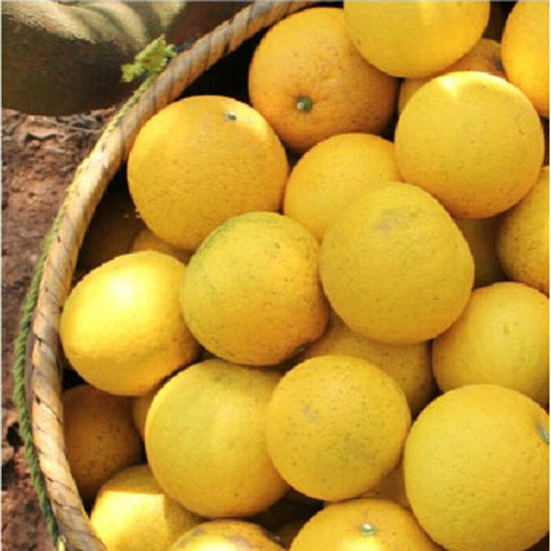 常山大胡柚新鲜水果特产可比西柚子茶 6个装2400g左右