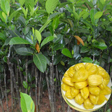 (前200名免单)盆栽火龙果树苗 红白紫黄肉 当年