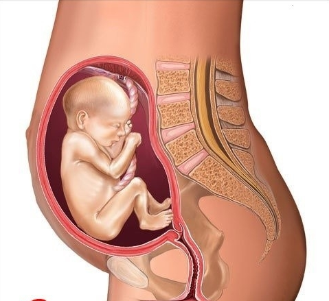怀孕1月到10月肚子图片 胎儿发育全过程变化图