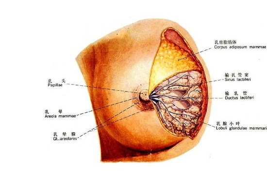 女腋窝淋巴癌症状图片