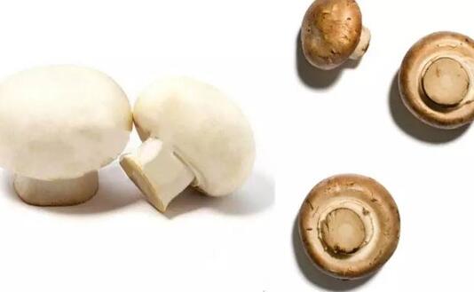 口蘑是什么蘑菇 口蘑的营养价值与功效