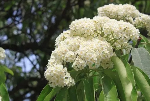 石楠花为什么污石楠花的花语是什么- 京东