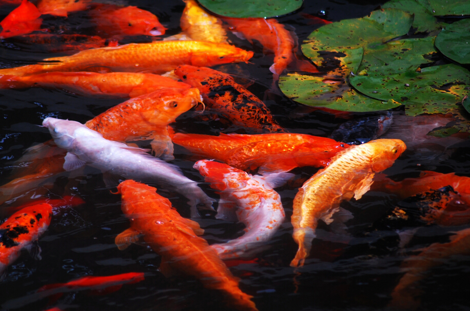 一条叫招财的鱼