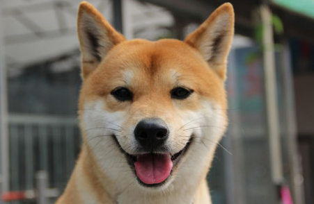 柴犬和秋田犬的区别_日本柴犬 犬舍_日本柴犬于秋田犬