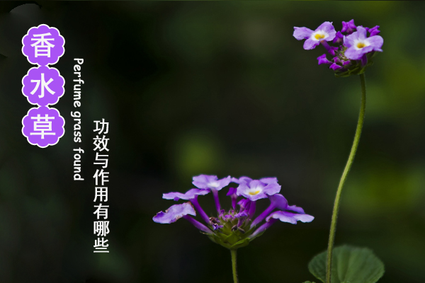 香水草的花语图片
