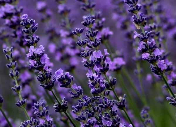 薰衣草花语解析薰衣草种植方法介绍- 京东