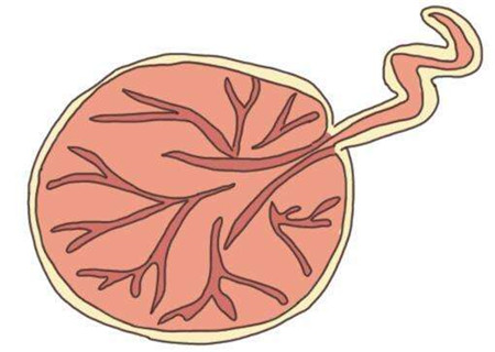 胎盘残留肚子痛吗胎盘残留肚子疼吗_胎盘残留会腹痛吗