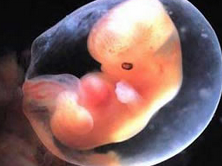 怀孕7周胎儿发育情况怀孕第7周胚胎发育状况- 京东