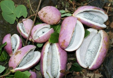 八月瓜籽怎么吃好八月炸瓜的籽可以种吗- 京东