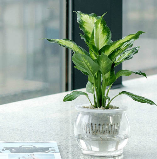 适合室内水培植物:花叶万年青图片