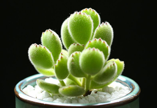 多肉壁纸熊童子高清