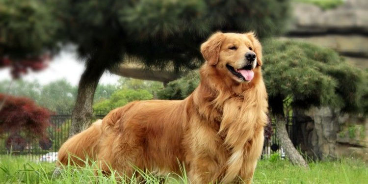 金毛和边牧混血图片