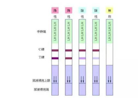 排卵日 排卵日