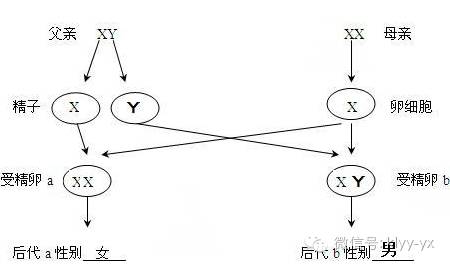 受精卵为xx型,发育为女胎;若含y染色体的精子与卵子结合,受精卵为xy型