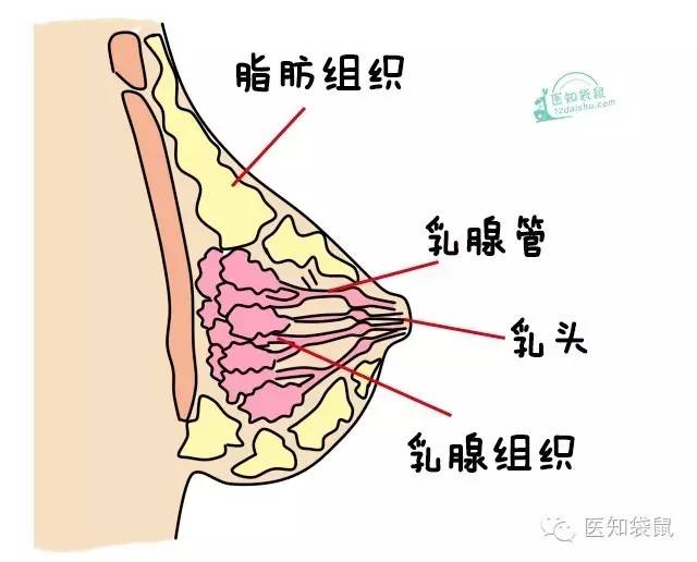 乳房的构造和功能