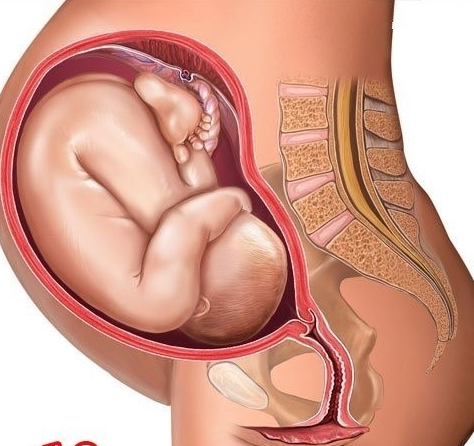 10个月 胎儿的变化:身长约50cm,体重约3000g,胎儿成熟.
