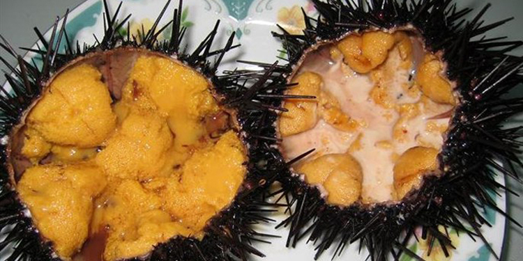 海胆并不是我们生活中常吃的食物,所以有人面对海胆一时不知道该怎么