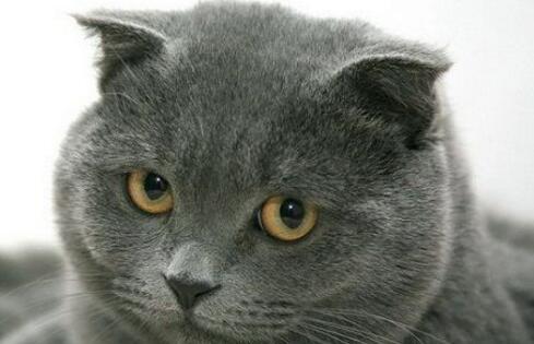 纯种英短蓝猫价格多少纯种英短蓝猫怎么判断- 京东