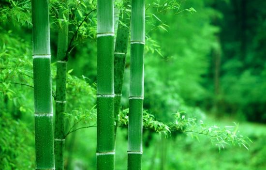 孕妇梦见竹子是什么意思 不同梦境的含义