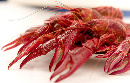 小龙虾能吃吗图片
