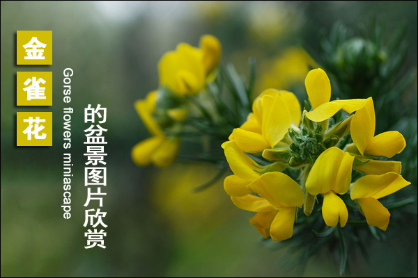 金雀花盆景栽培图片