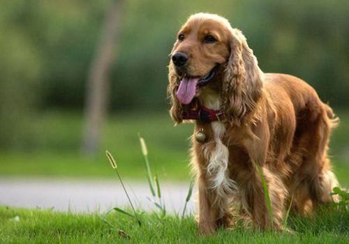 可卡犬多少钱一只 饮食喂养及日常照顾