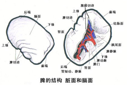 脾不好的症状脾不好的症状有哪些_脾不好的表现是什么