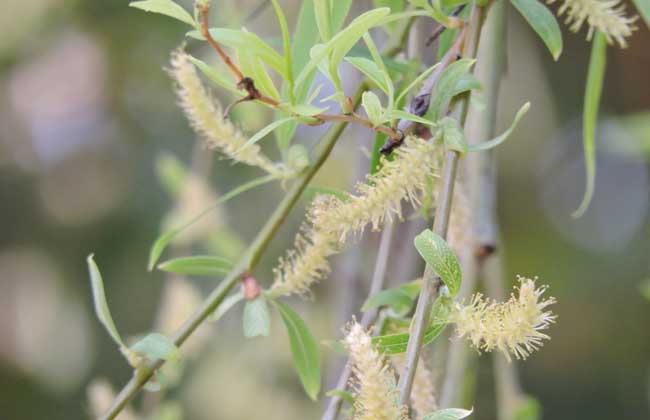 柳絮过敏怎么办怎么避免柳絮过敏- 京东