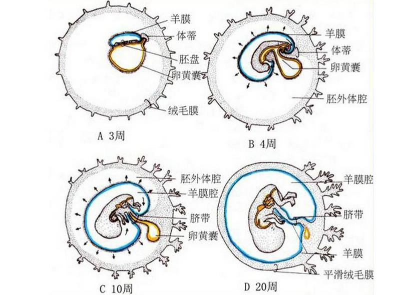 2,外文名:yolk sac.  3,组成:胚外内胚层和胚外中胚层.