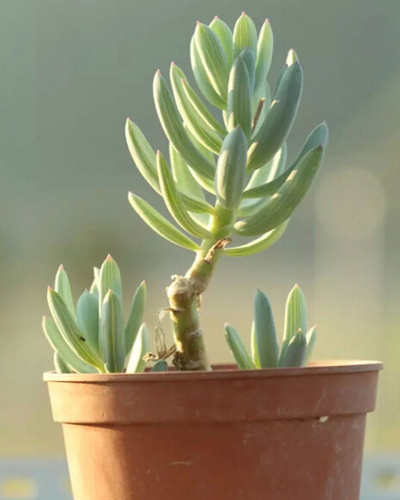 多肉植物蓝松怎么繁殖蓝松的养殖方法- 京东