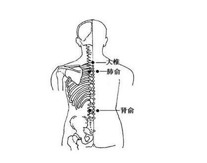 肾俞的准确位置图和作用