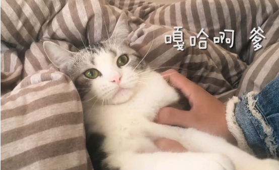 猫咪剪指甲流血怎么办猫咪剪指甲的正确位置在