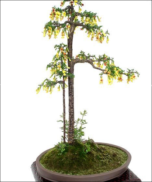 金雀花盆景形状图片