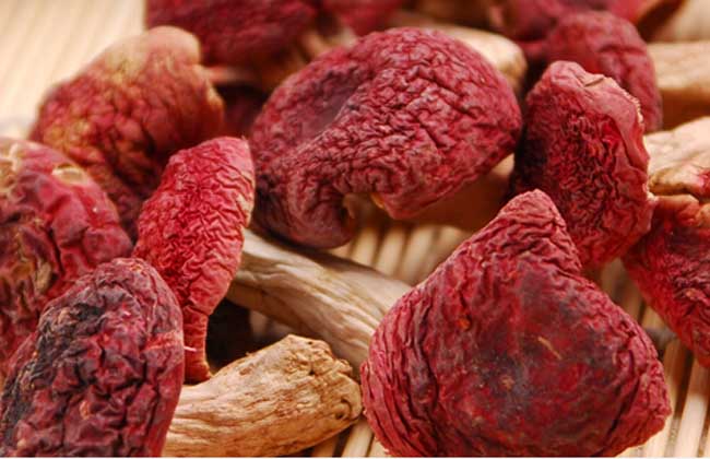 红菇不能和什么一起吃红菇和什么一起吃最好-