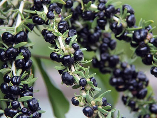 野生黑枸杞多少钱一斤黑枸杞如何辨别真假- 京东