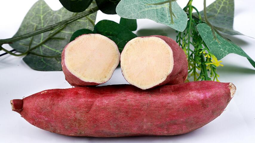 红薯批发多少钱一斤一般亩产多少斤