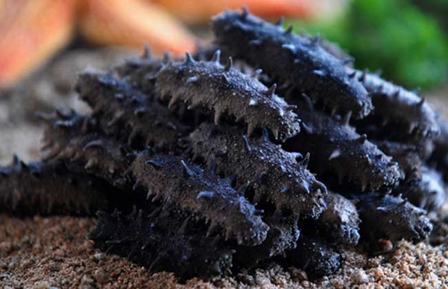 淡干海参的泡发方法教你淡干海参的选择技巧- 京东