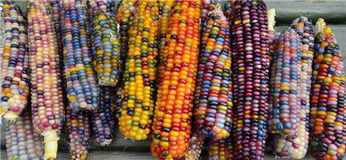 彩色玉米是转基因吗 属于杂交玉米