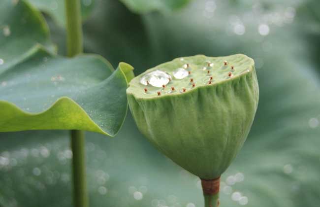 荷花传播种子的方法_种子的传播方法_种子的传播方法有哪些