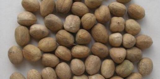 吃巴豆可以减肥吗 巴豆是什么植物的种子