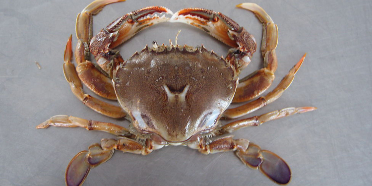 海螃蟹能冷冻保存吗如何拯救死海蟹紧急