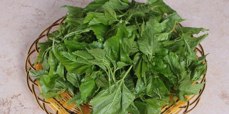 我们还可以用桑叶泡茶,熬水来洗头, 泡脚呢,那么 桑叶洗头能治 脱发吗图片